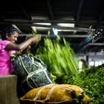 Tea workers | Sri Lanka | Foraggio Photographic